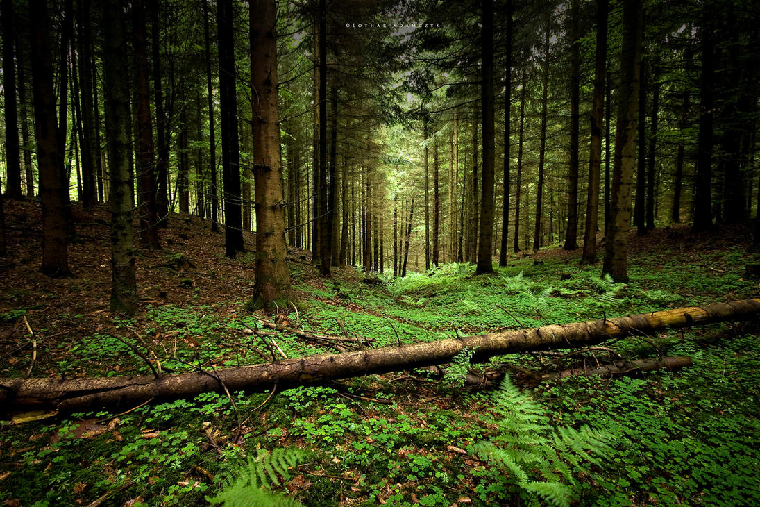 into_the_forest_by_dreamca7cher.jpg