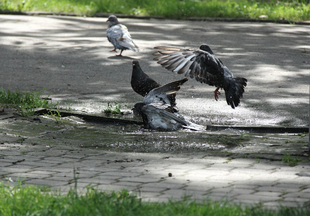 [Obrazek: pigeons_in_puddle_by_sithisdagoth-dacu2d5.jpg]