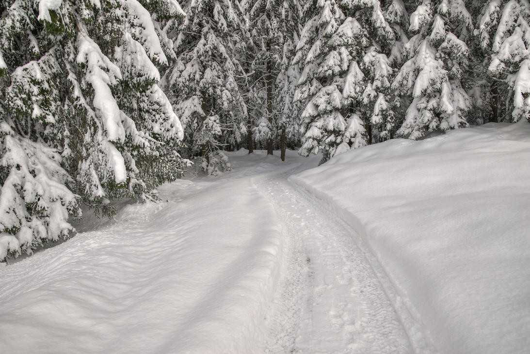 into_the_snowy_woods_by_burtn-d6wsuj8.jpg