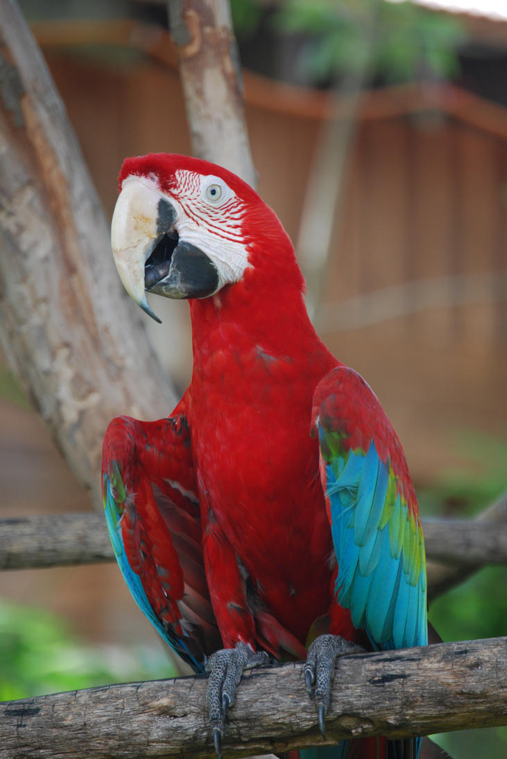 Green winged macaw by sinistersquish on DeviantArt